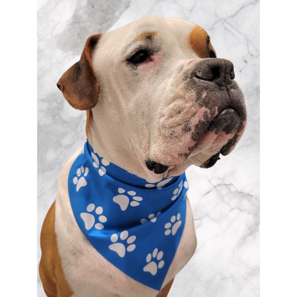 Dark Blue Pet Bandana White Paw Print